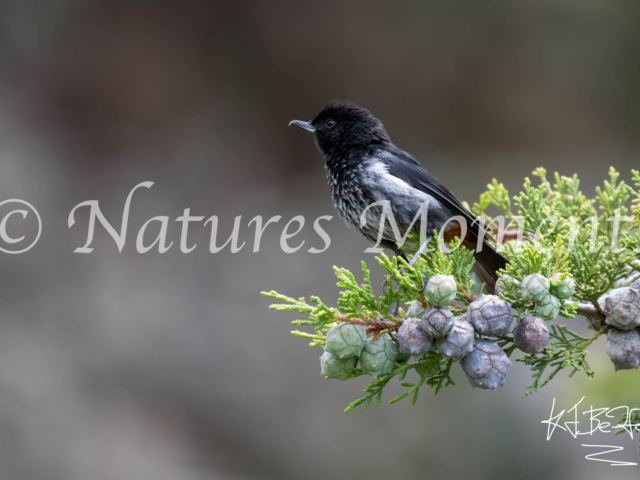 Gray-bellied Flowerpierce, Bosquecillo de Auquisamaña
