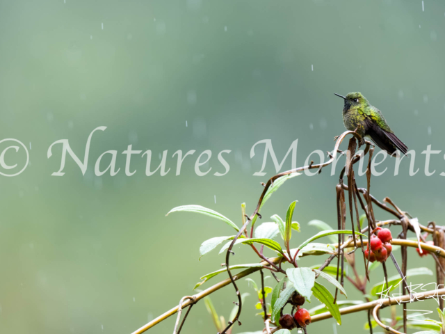 Tyrian Metaltail, La Paz