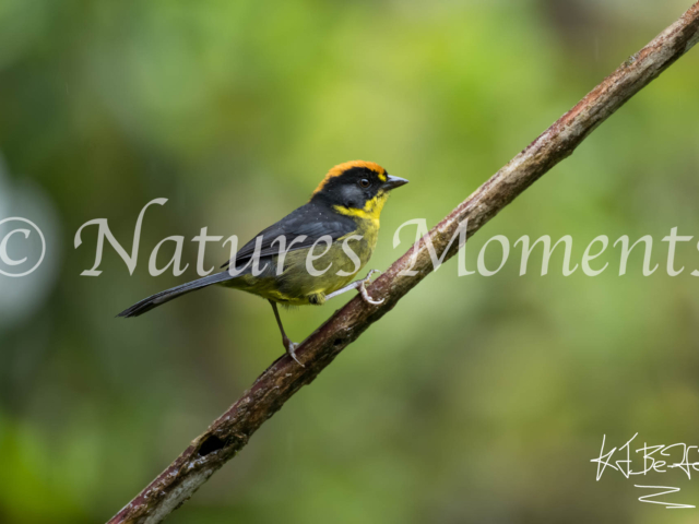 Bolivian Brushfinch, La Paz