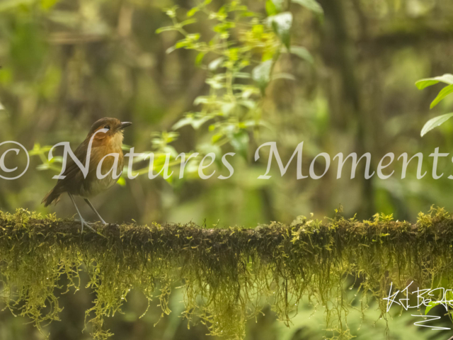 Rufous-faced Antpitta, La Paz