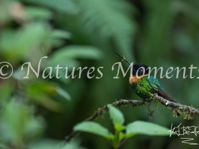 Gould's Inca Hummingbird, La Paz