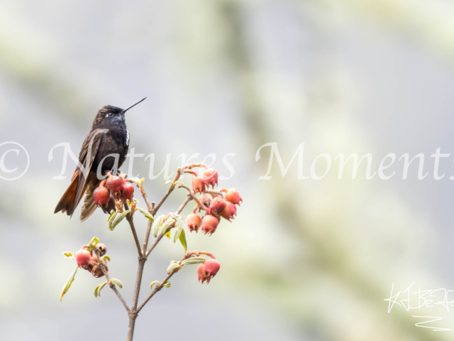 Black-hooded Sunbeam, La Paz