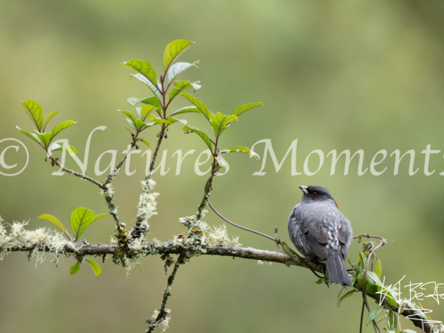 Red-crested Cotinga, La Paz