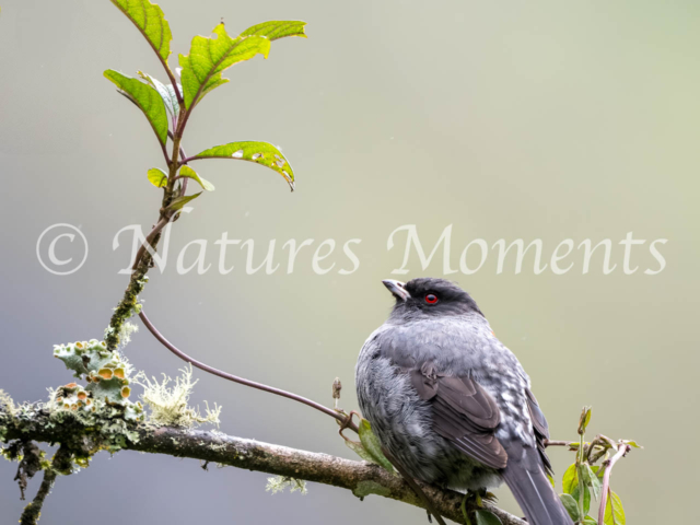 Red-crested Cotinga, Bolivia