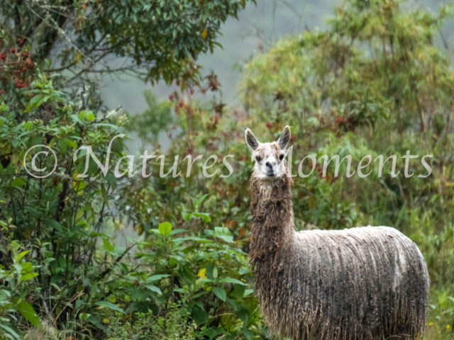 White Alpaca, La Paz