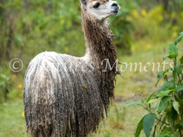 White Alpaca Portrait, La Paz