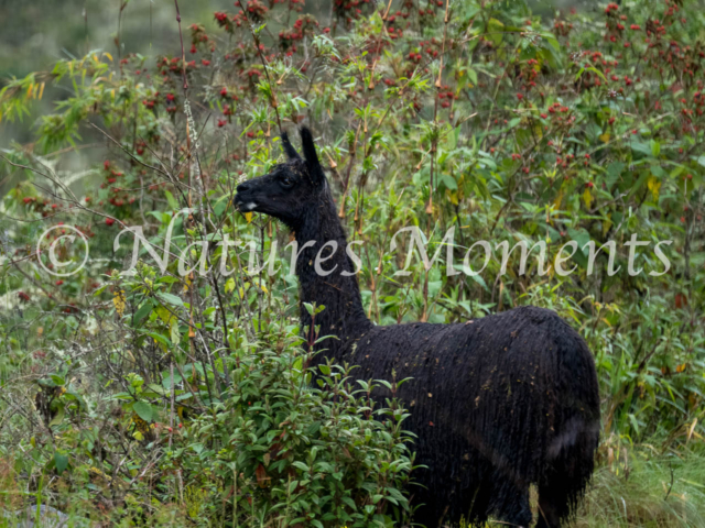 Black Alpaca, La Paz
