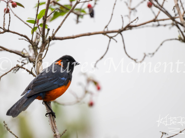 Scarlet-bellied Mountain Tanager, La Paz