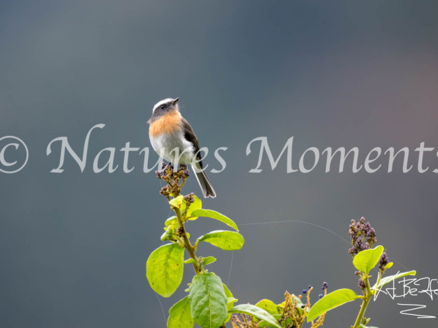 Rufous-breasted Chat-Tyrant, Death Road, Bolivia