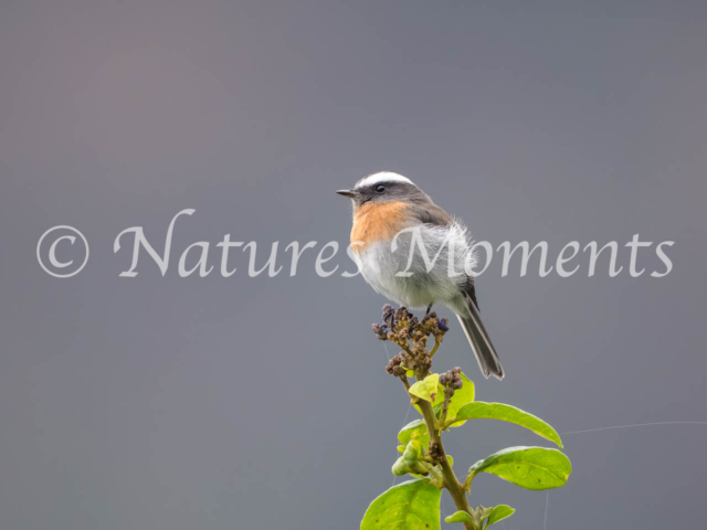 Rufous-breasted Chat-Tyrant, Death Road
