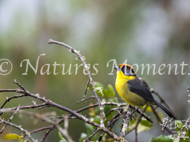 Peruvian Brushfinch, Death Road, Bolivia