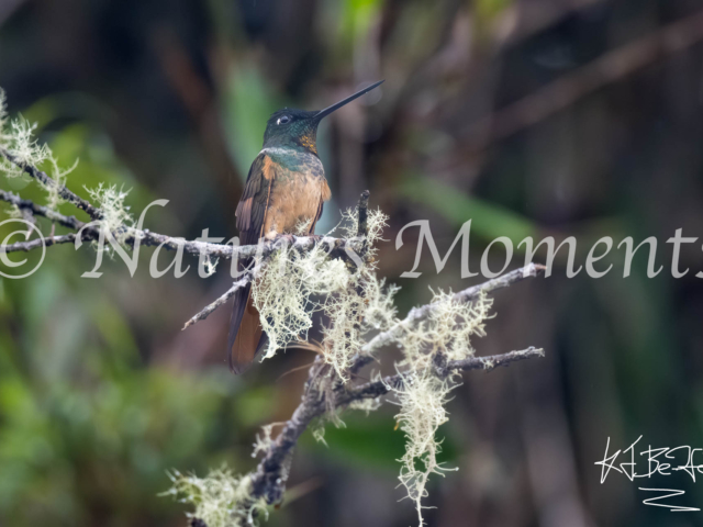 Violet-throated Starfrontlet, Death Road, Bolivia