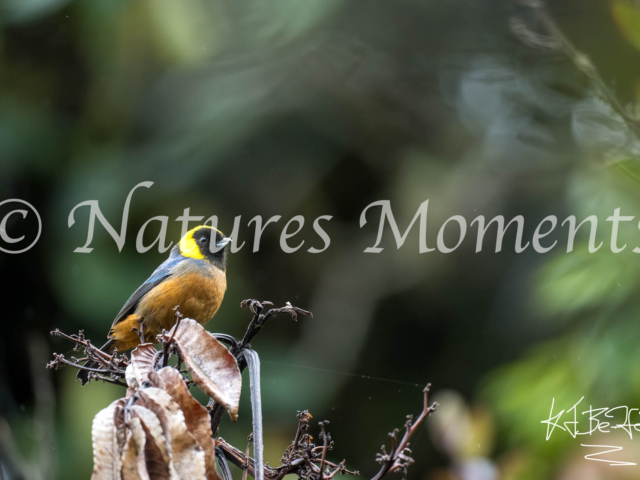 Golden-collared Tanager, Bolivia