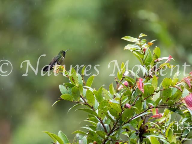 Amethyst-throated Sunangel, Death Road, Bolivia