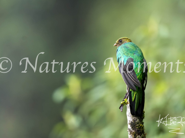 Golden-headed Quetzal, Death Road, Bolivia