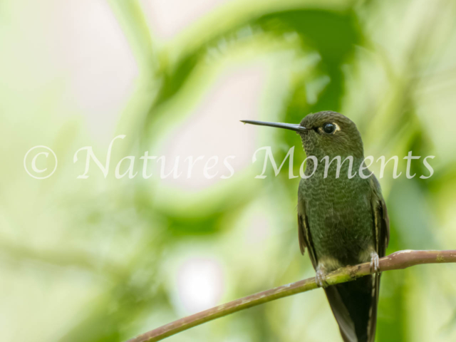 Buff-thighed Puffleg Hummingbird, Death Road, Bolivia