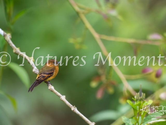 Cinnamon Flycatcher, Death Road, Bolivia