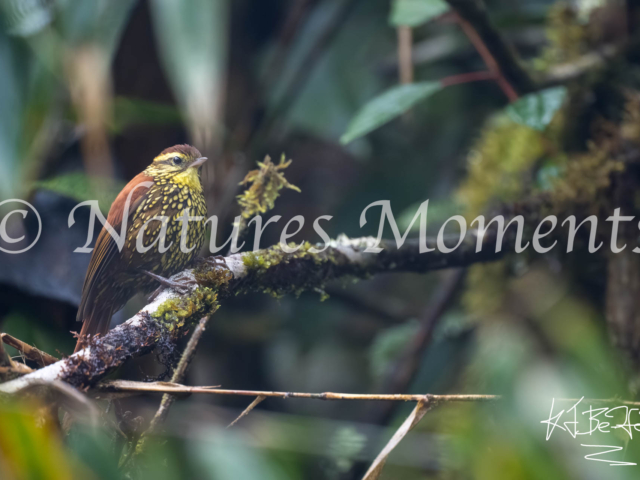 Pearled Treerunner, Death Road, Bolivia