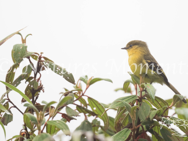 Ochraceous-breasted Flycatcher, Death Road, Bolivia