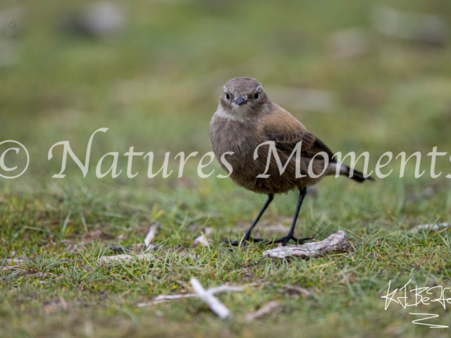 Spot-billed Ground-Tyrant, Mirado de la Lugana Canapa