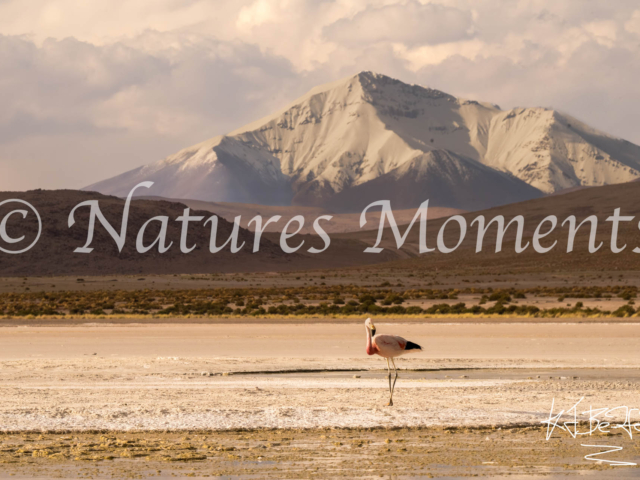 Andean Flamingo, Lugana Hedionda
