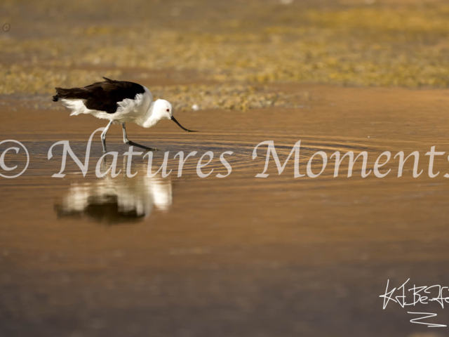 Avocet, Lugana Hedionda