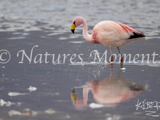 James's Flamingo, Lugana Hedionda