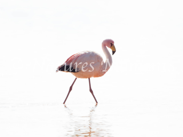 James's Flamingo, Laguna Colorada